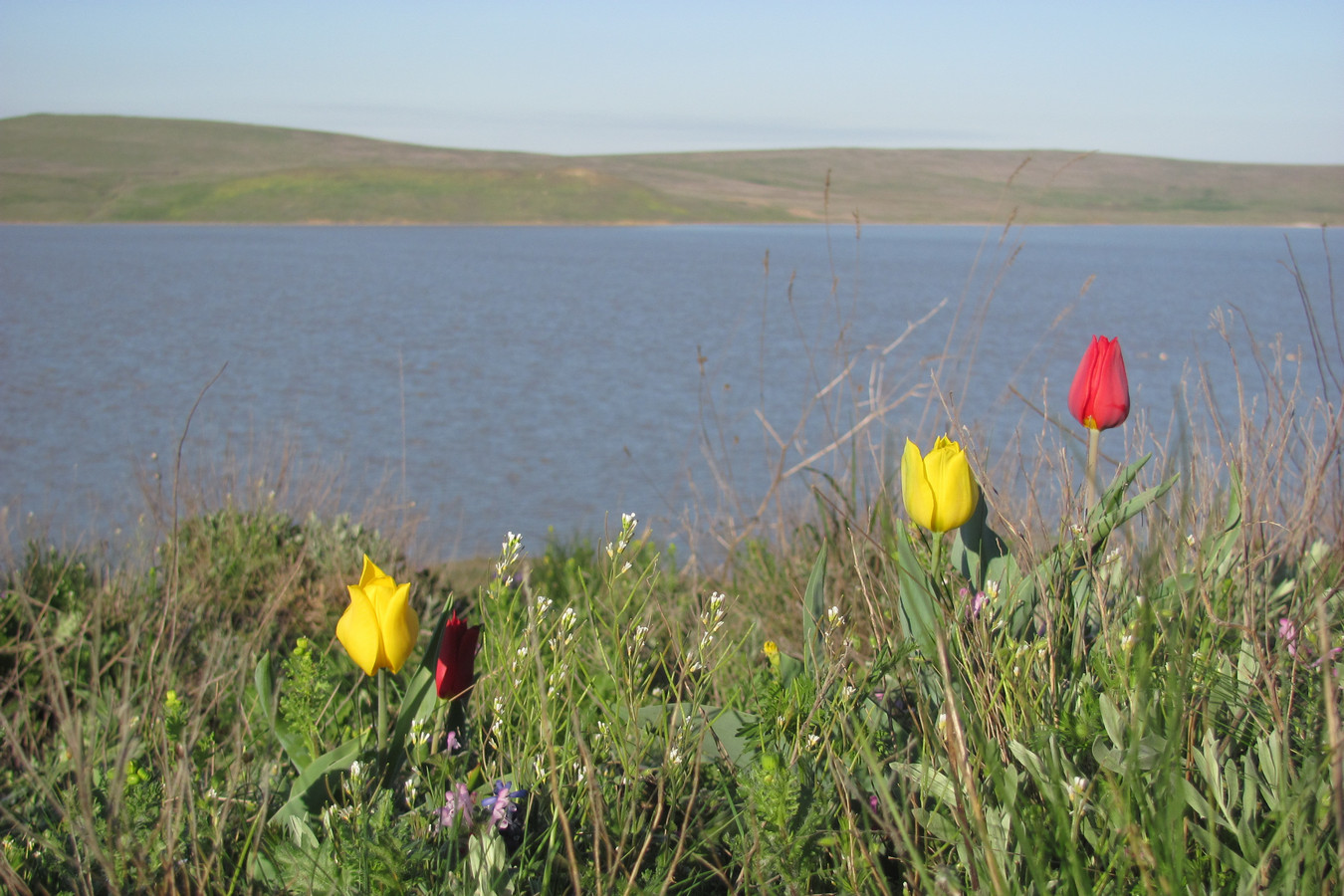 Опук, image of landscape/habitat.