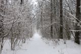 Лесопарк Пышки, изображение ландшафта.