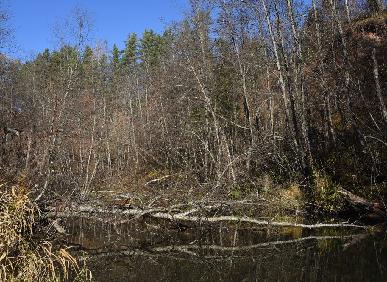 Окрестности деревни Семичёво, image of landscape/habitat.