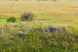 Балка Бирючья, image of landscape/habitat.