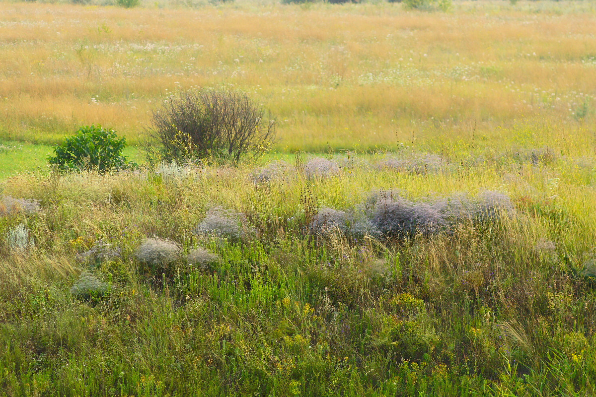 Балка Бирючья, image of landscape/habitat.