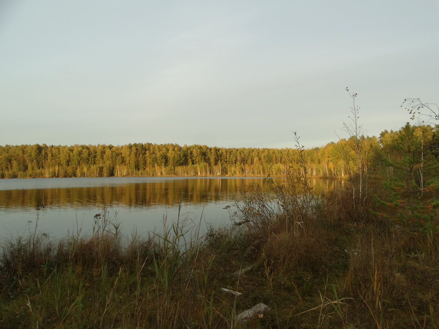 Озёрный лесопарк, image of landscape/habitat.