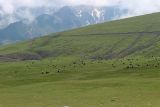 Урочище Хогес, image of landscape/habitat.