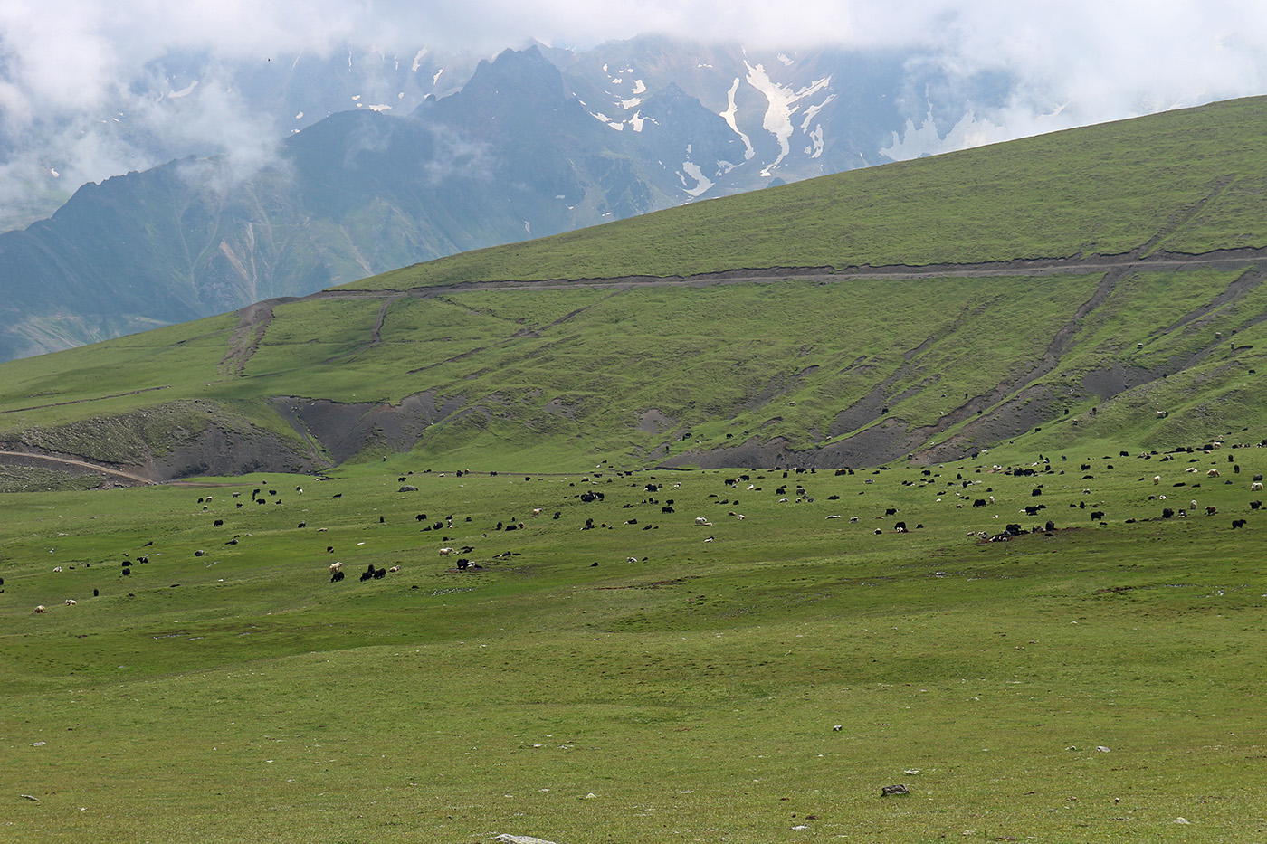 Урочище Хогес, image of landscape/habitat.