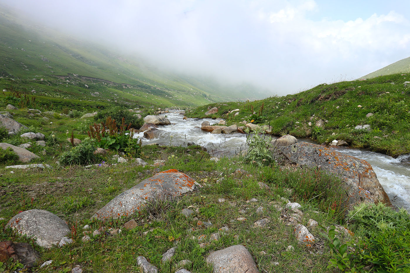 Чайнашки, image of landscape/habitat.