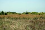 Тендровский маяк, image of landscape/habitat.