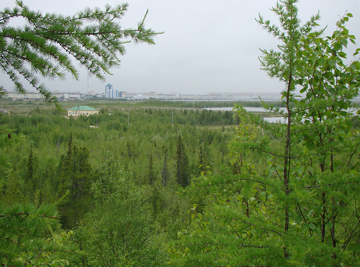 Надым, image of landscape/habitat.