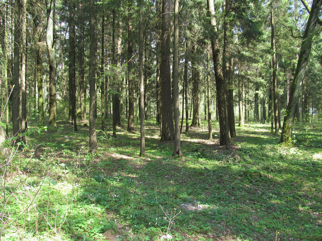 Старый Лес, изображение ландшафта.