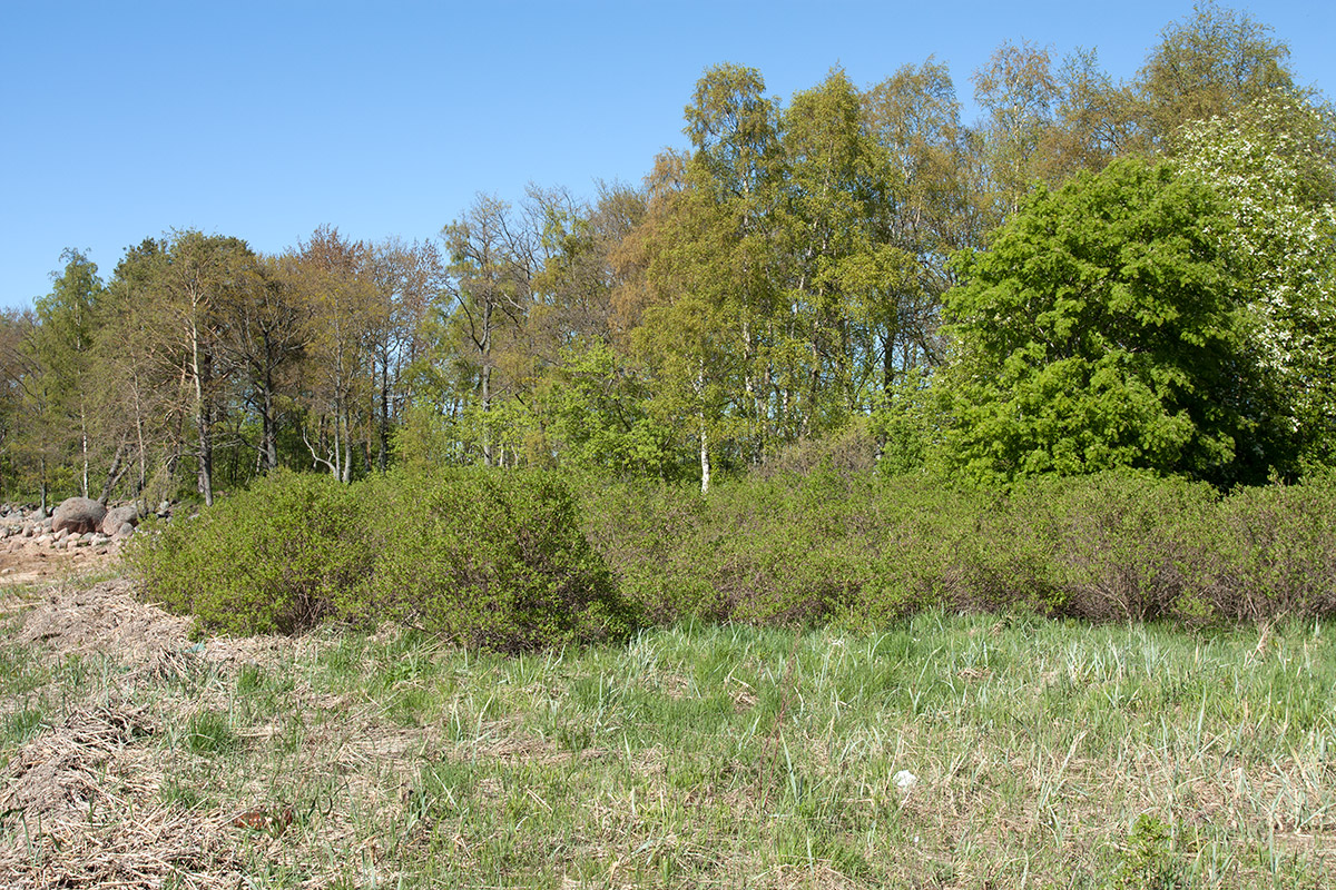 Мыс Дубовский, image of landscape/habitat.