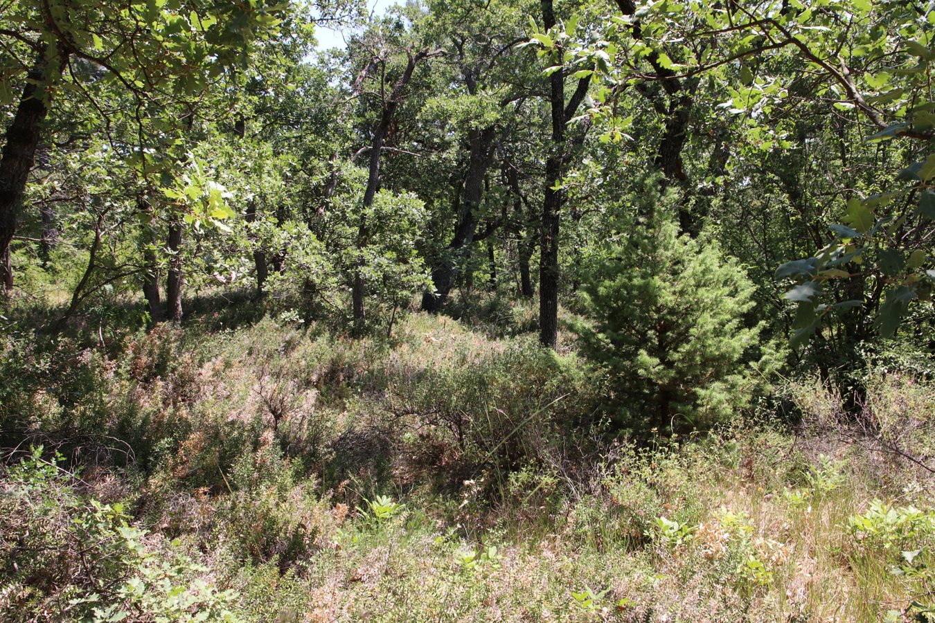 Мыс Мартьян, image of landscape/habitat.