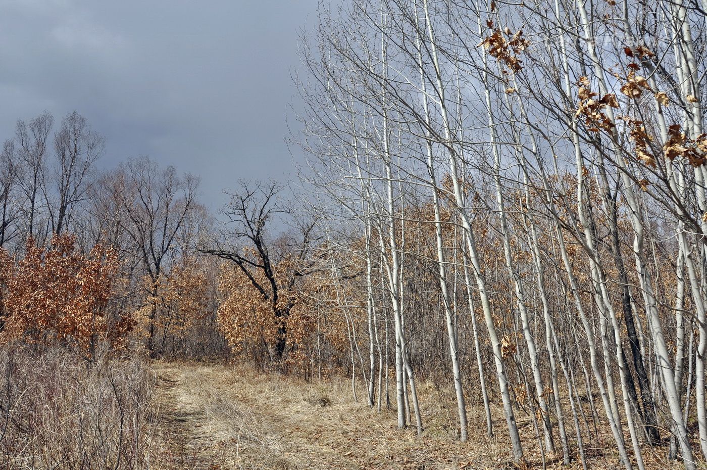 Монакино, image of landscape/habitat.