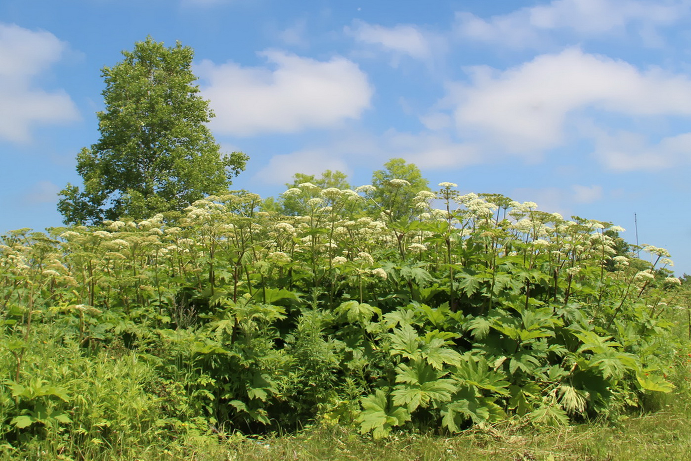Южно-Сахалинск, image of landscape/habitat.
