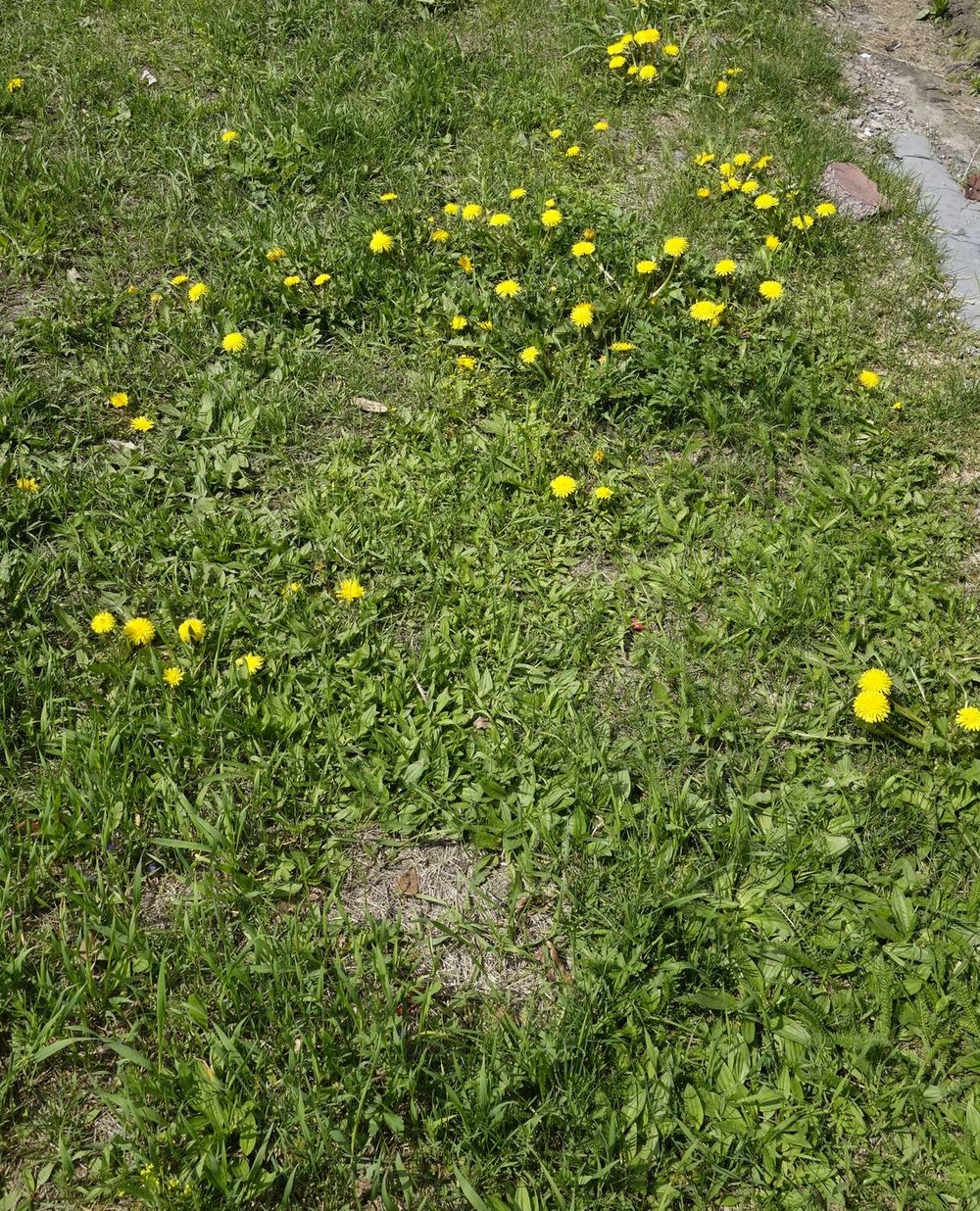 Шелехов, image of landscape/habitat.