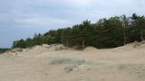 Сосновый Бор, image of landscape/habitat.