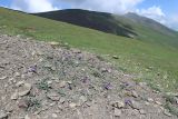 Урочище Хогес, image of landscape/habitat.