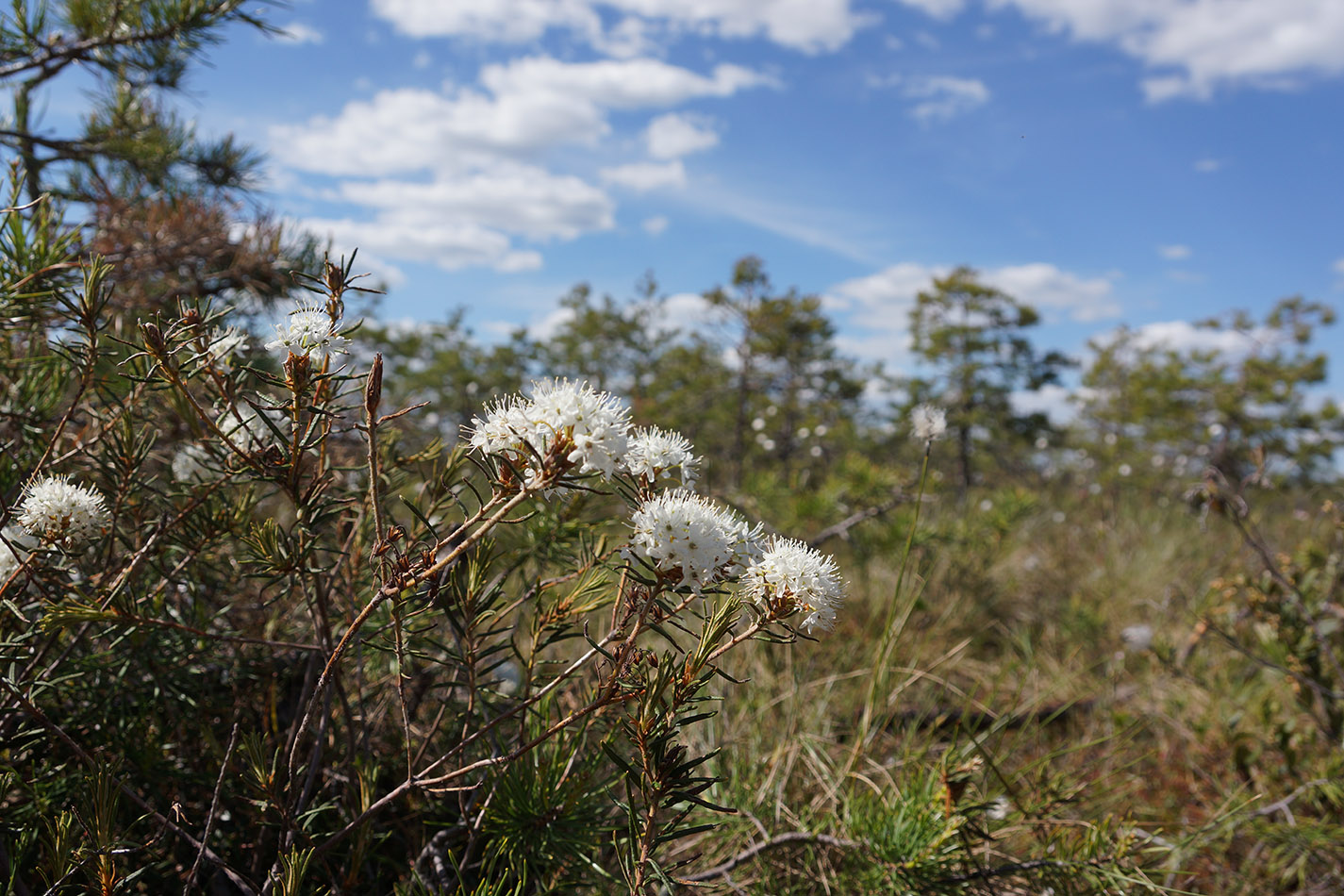 Васюганское болото, Болтное, image of landscape/habitat.