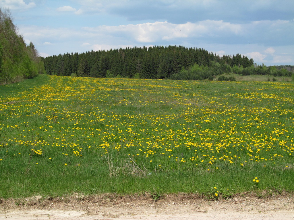 Старый Лес, изображение ландшафта.