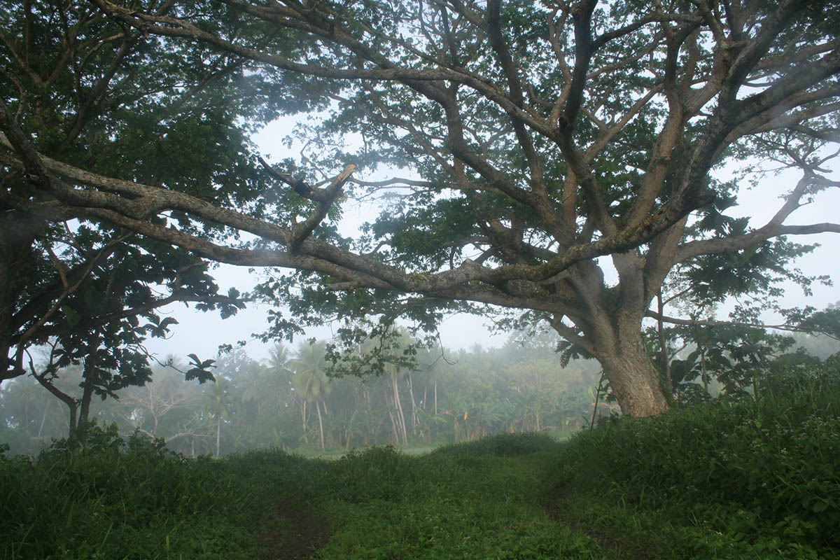 Сепик, image of landscape/habitat.