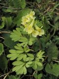 Corydalis bracteata