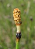 Equisetum variegatum. Верхушка побега со стробилом. Архангельская обл., Вельский р-н, окр. г. Вельск, окраина свалки у соснового бора. 24.06.2011.