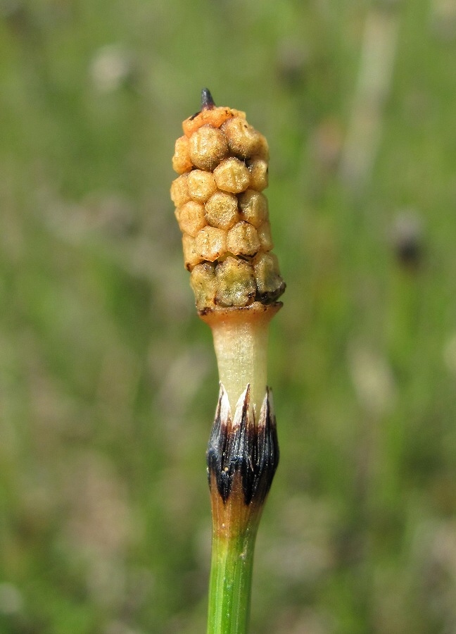 Image of Equisetum variegatum specimen.