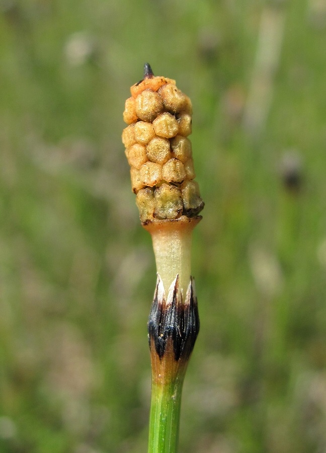 Изображение особи Equisetum variegatum.