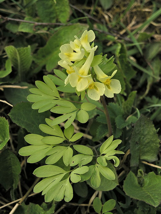 Изображение особи Corydalis bracteata.