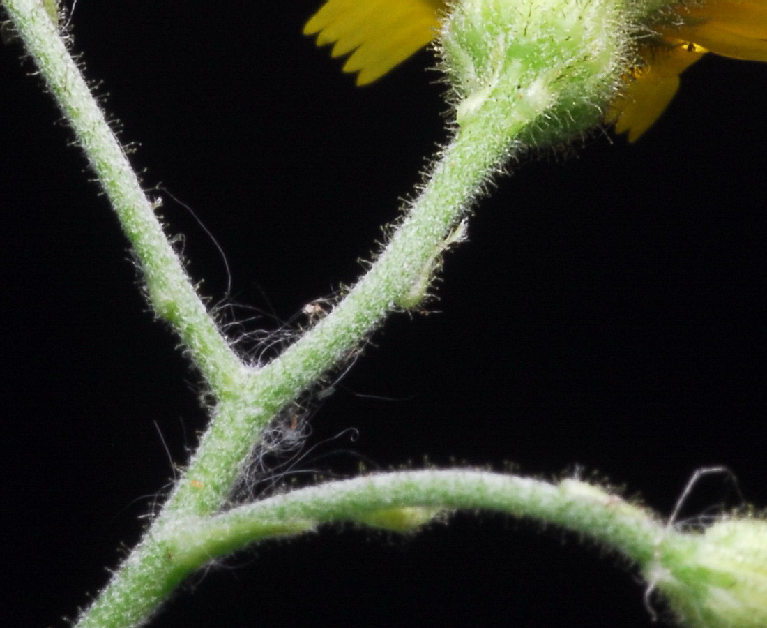 Изображение особи Hieracium sylvularum.