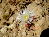 Mesembryanthemum crystallinum. Цветущее растение на морском берегу в зоне забрызга. Израиль, Шарон, г. Герцлия, берег Средиземного моря. 27.05.2008.