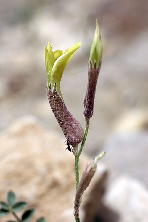 Изображение особи Astragalus canoflavus.
