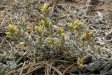 Artemisia lercheana