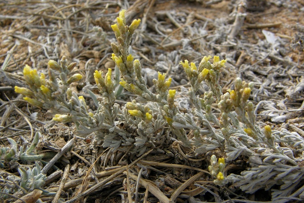 Image of Artemisia lercheana specimen.
