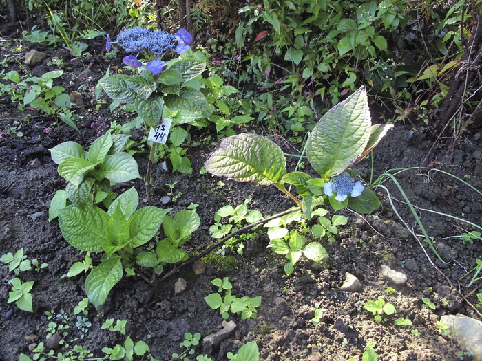 Изображение особи Hydrangea macrophylla.