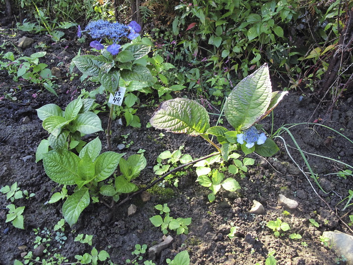 Image of Hydrangea macrophylla specimen.