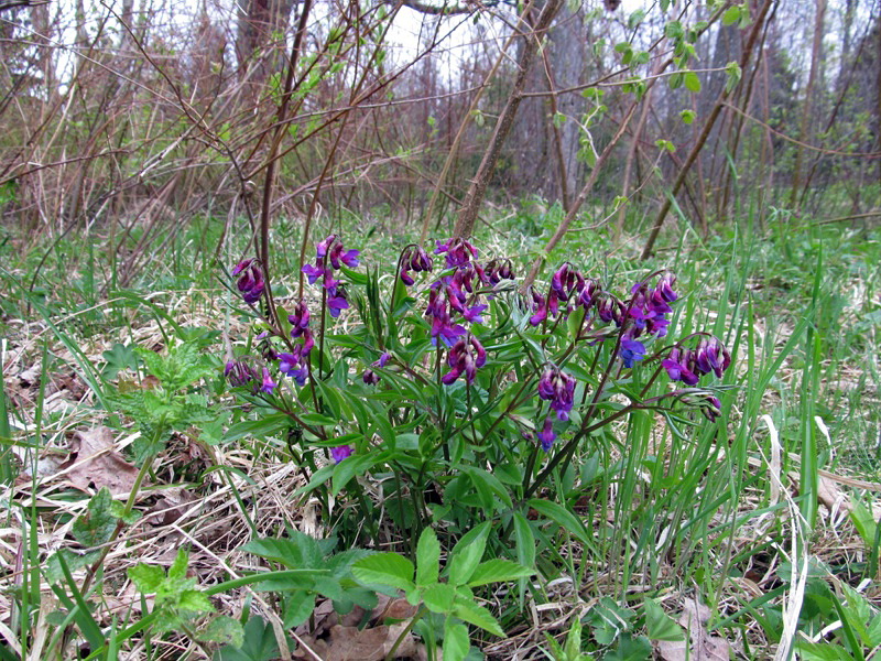 Изображение особи Lathyrus vernus.