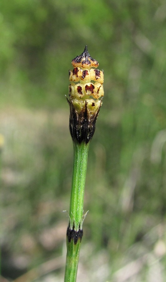 Image of Equisetum variegatum specimen.