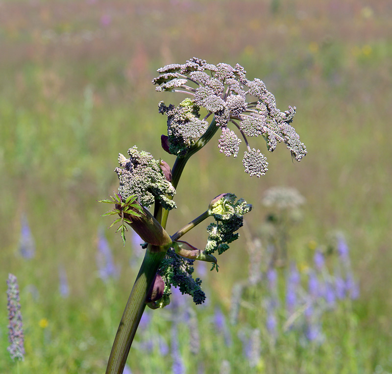 Изображение особи Angelica sylvestris.