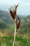 Iris halophila. Вскрывшиеся прошлогодние плоды. Казахстан, Южно-Казахстанская обл., Угамский хр., ущелье р. Сазаната, гребень отрога хребта, ≈ 2300 м н.у.м. 05.05.2011.