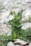 Sonchus asper. Расцветающее растение. Южный Казахстан, Верхний Боролдай, каменистый берег реки. 29.06.2011.