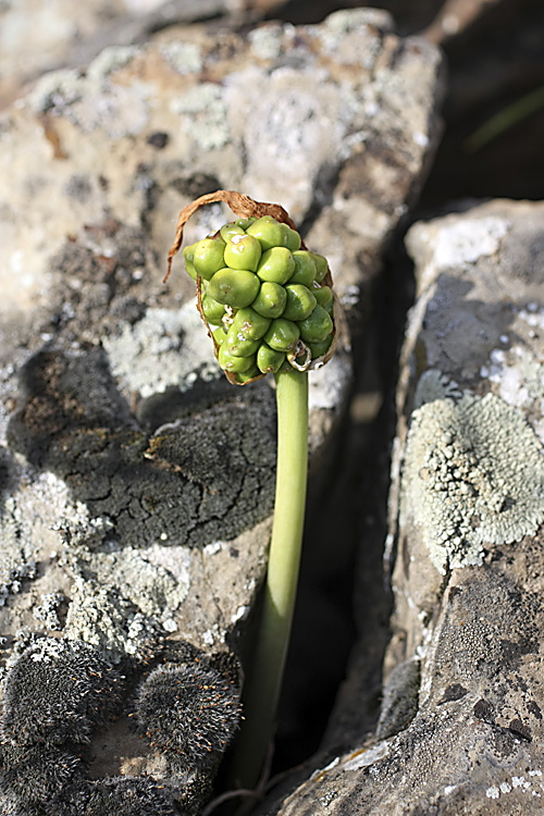 Image of Arum korolkowii specimen.