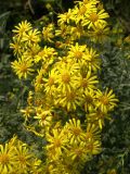 Senecio grandidentatus