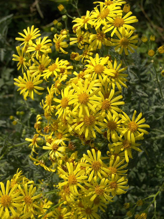 Изображение особи Senecio grandidentatus.