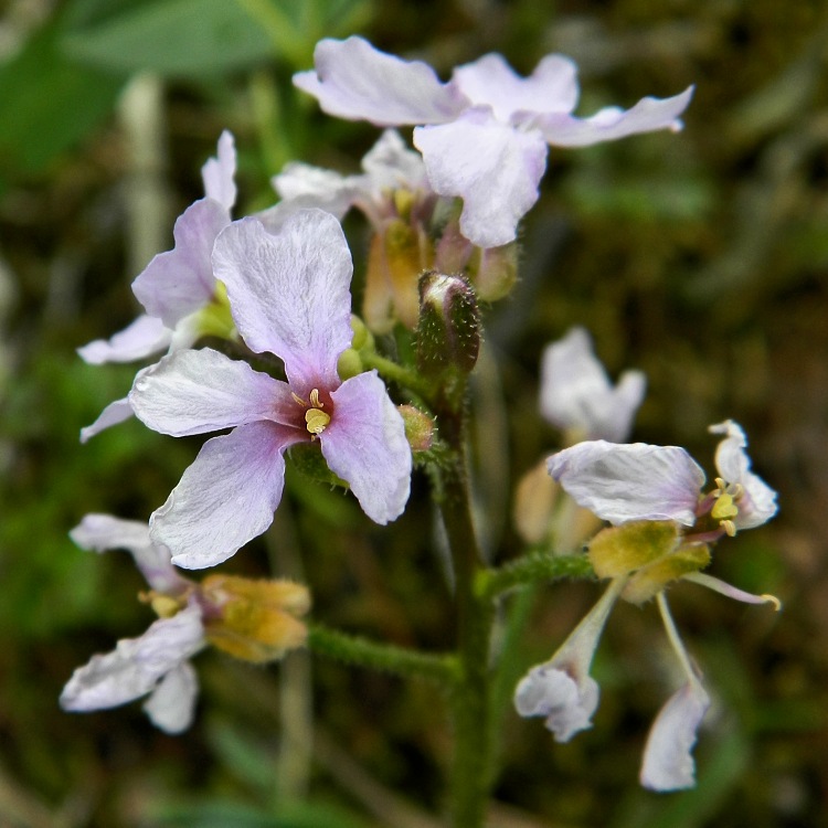 Image of Parrya nudicaulis specimen.