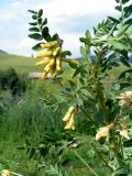 Astragalus propinquus