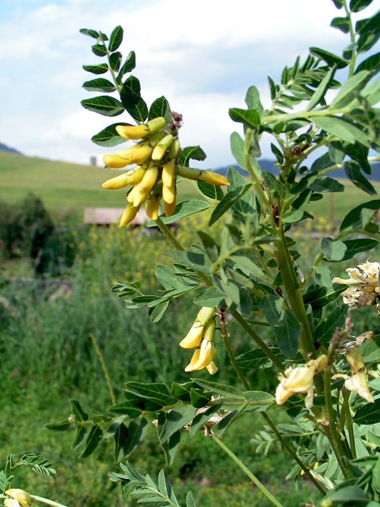 Изображение особи Astragalus propinquus.