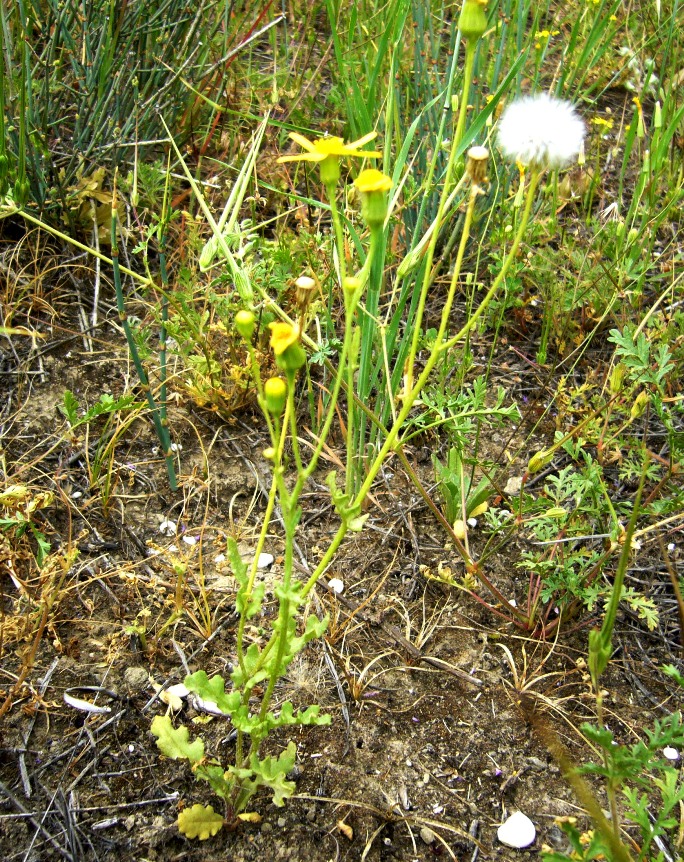 Image of Senecio subdentatus specimen.