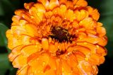 Calendula officinalis