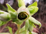 Helleborus foetidus