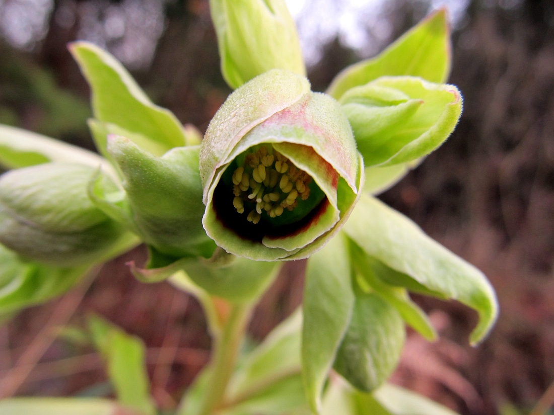 Изображение особи Helleborus foetidus.