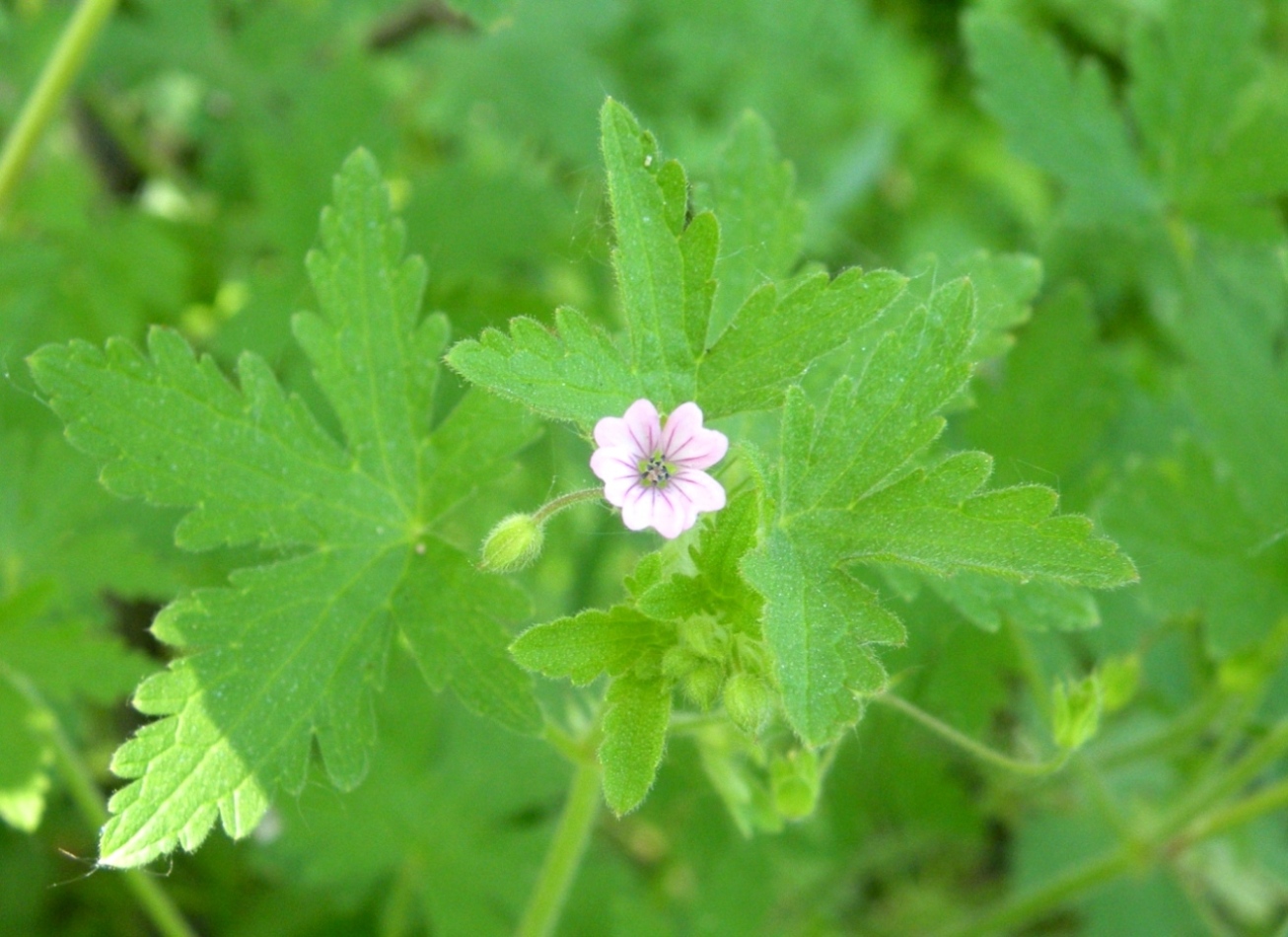 Изображение особи Geranium divaricatum.